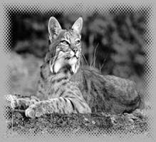 http://www.heardmuseum.org/images/pics/bobcat.jpg